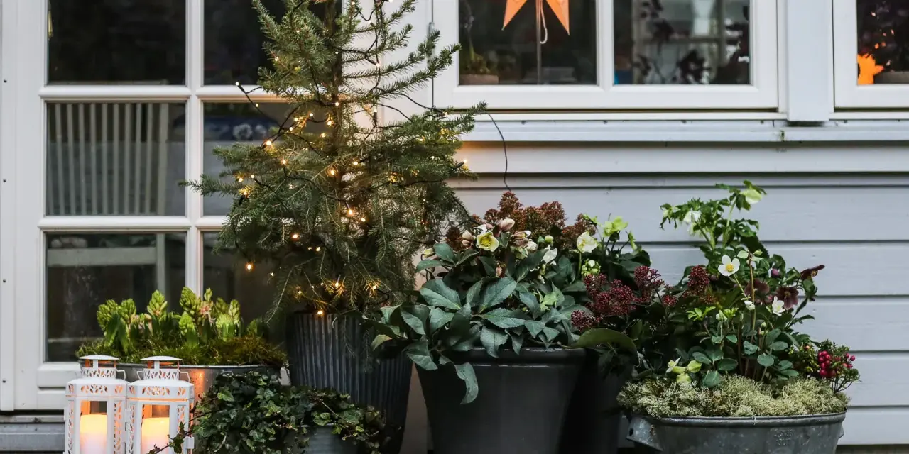 Vackra julblommor i kruka, en liten gran med ljusslinga och lyktor skapar julstämning vid husets entré.