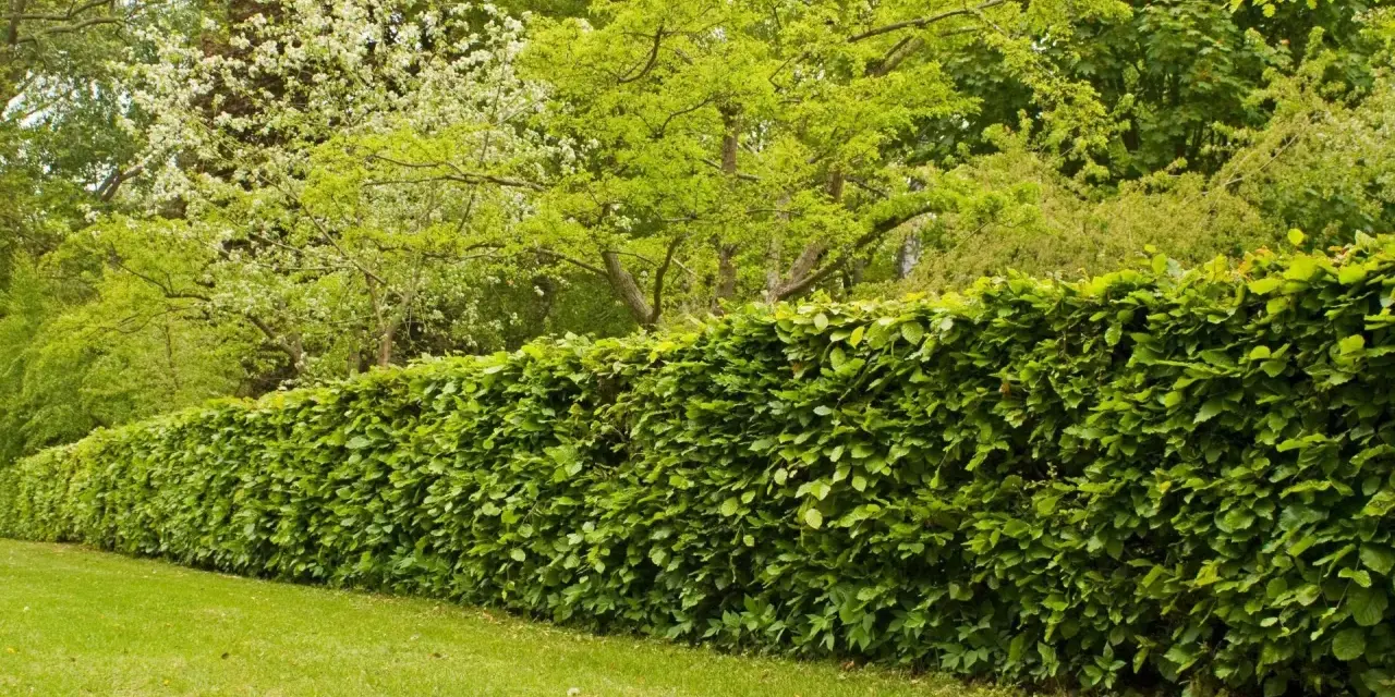 Gęsty, zielony żywopłot z buka tworzy naturalną barierę dla kwitnących drzew i bujnej zieleni w ogrodzie.