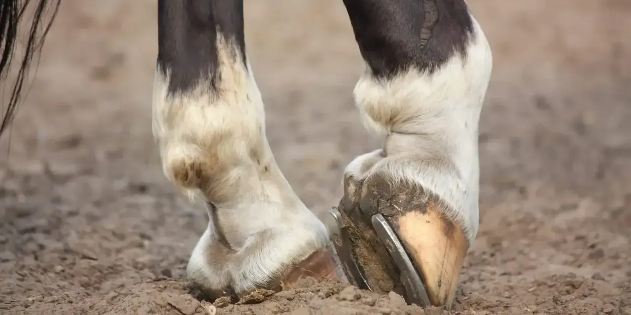 Gros plan sur les membres inférieurs d'un cheval, montrant les sabots ferrés et le pelage blanc et noir. Le cheval engorgé des 4 membres se tient sur un sol sablonneux.