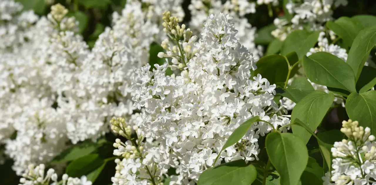 Vita syrensorter blommar i full prakt, med täta klasar av små, vita blommor och gröna blad.