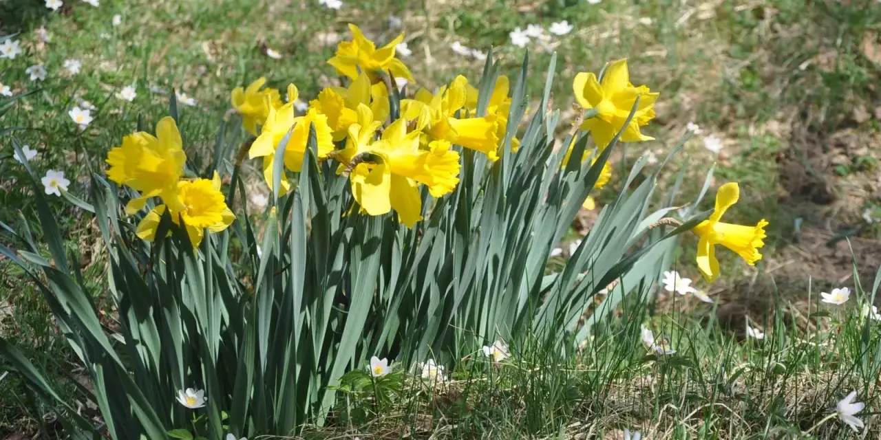 Gula påskliljor blommar i gräset, omgivna av små vita blommor. Vackra, men tänk på att påskliljor giftiga.