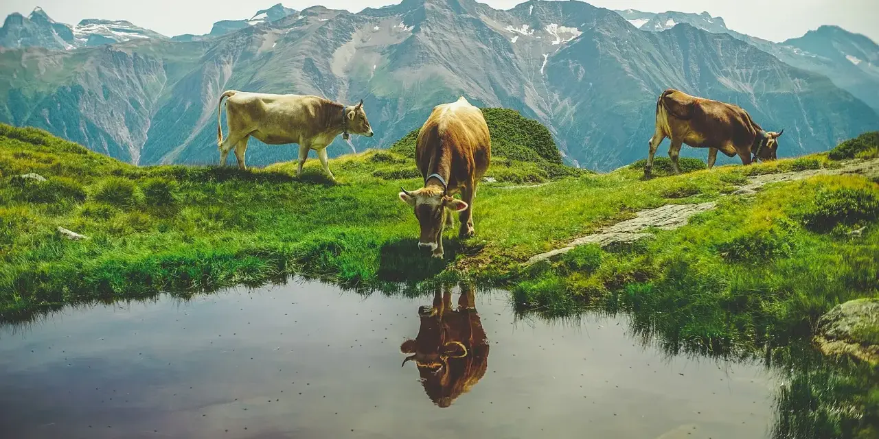 Tre mucche al pascolo in montagna vicino a uno stagno. Chissà quanti litri di acqua beve una mucca al giorno per stare così in forma!