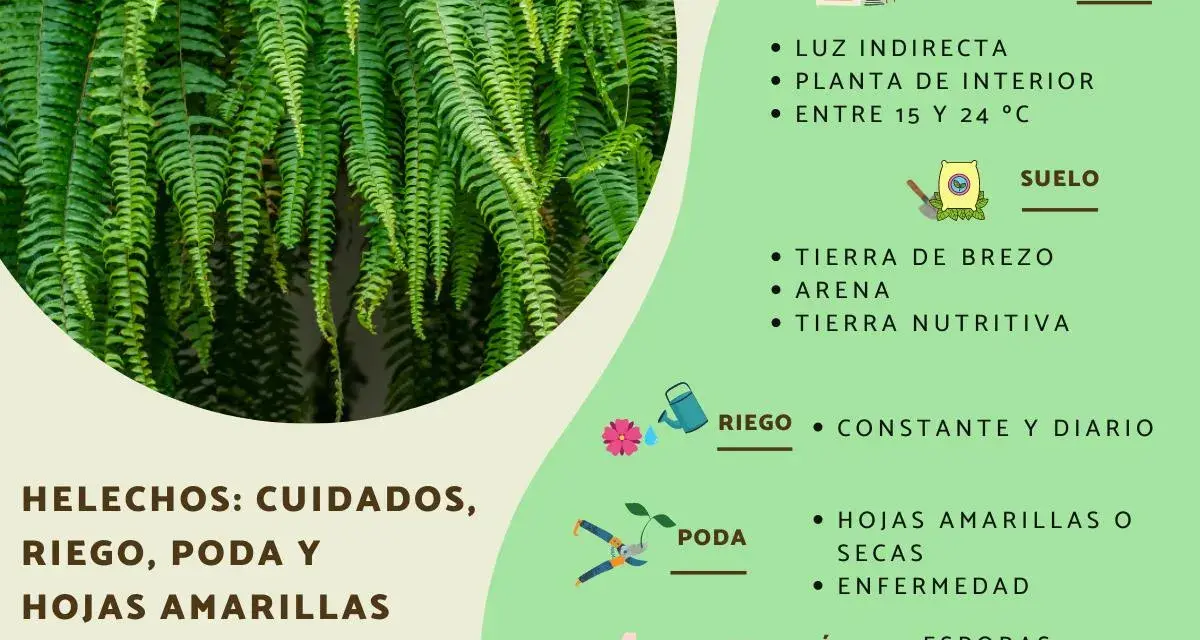 Helechos: cuidados, riego y poda. Consejos para evitar hojas amarillas y mantenerlos sanos.