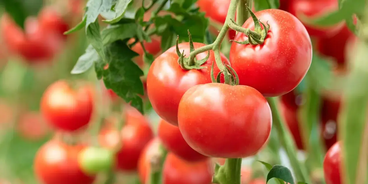 Reife, rote Tomaten hängen an einem Strauch. Die tomaten erntezeit hat begonnen und die Früchte sind bereit für die Ernte.