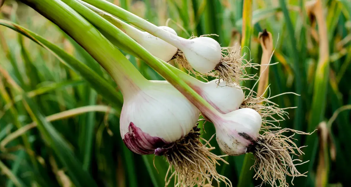Frisch geernteter Knoblauch zieht aus der Zehe, mit Wurzeln und grünen Stielen, vor einem Hintergrund aus grünen Blättern.