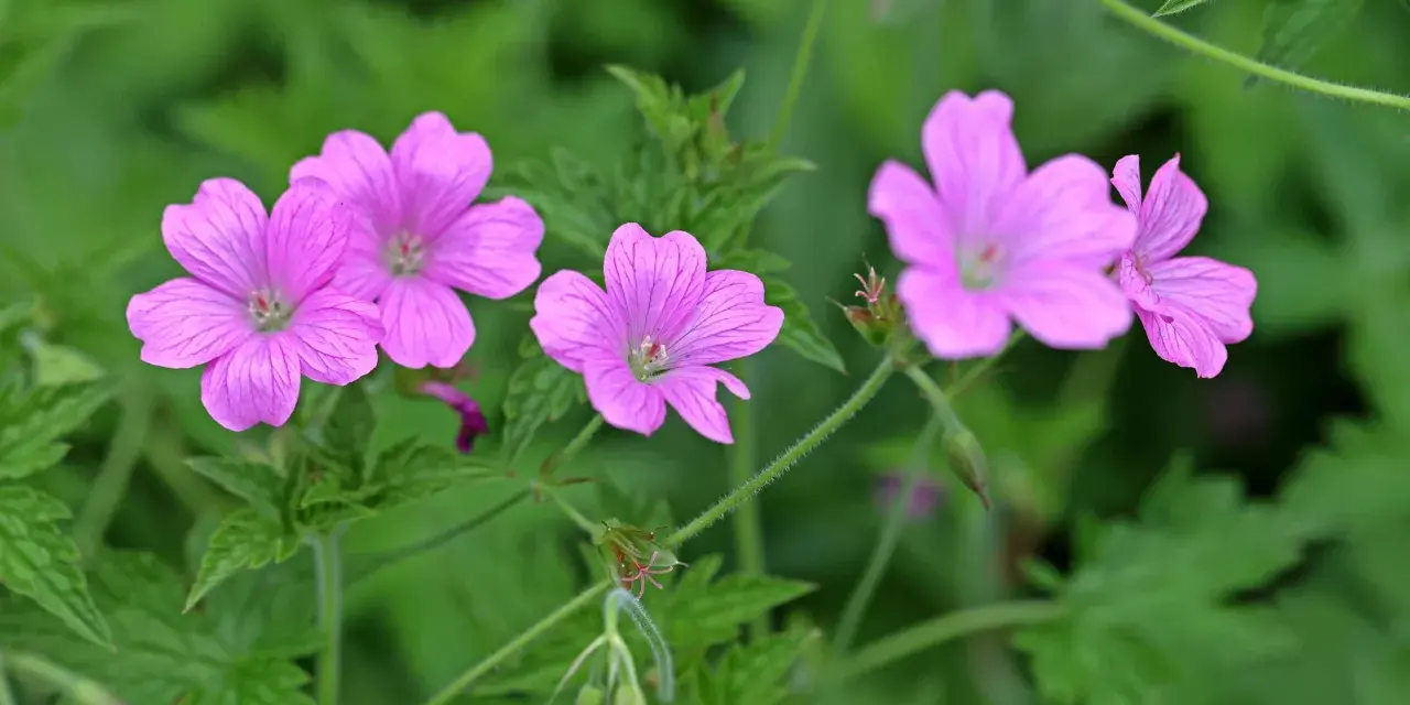 Zarte rosa Blüten von Storchschnabel Bodendecker entfalten sich im satten Grün.