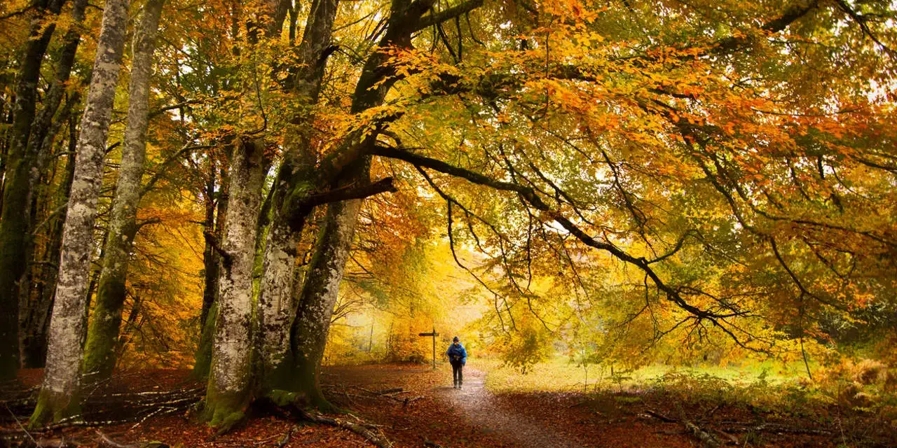 Un senderista camina por un sendero cubierto de hojas en un hayedo de otoño, rodeado de árboles con follaje dorado y naranja.