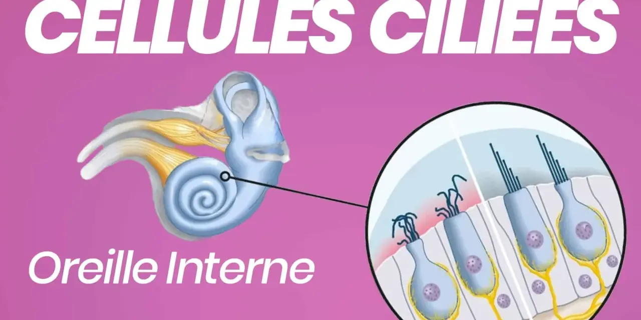 Illustration de l'oreille interne montrant des cellules ciliées avec leurs cils vibratiles, essentiels à l'audition.