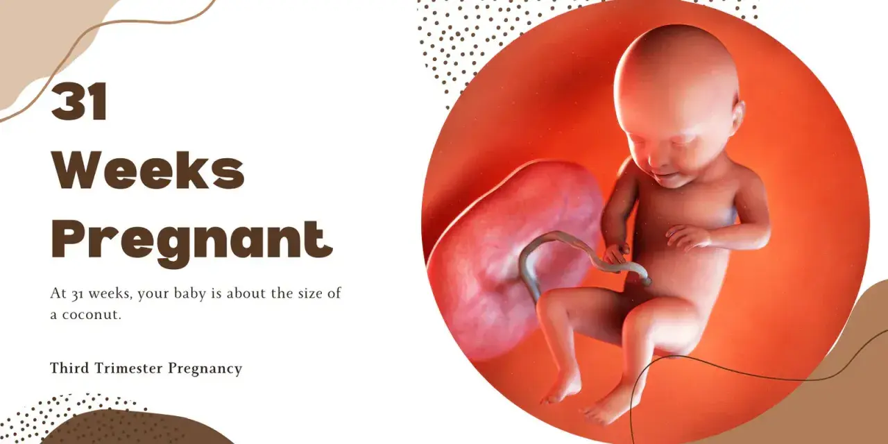 31 ssw: Ein Baby, so groß wie eine Kokosnuss, entwickelt sich im Mutterleib. Dritte Schwangerschaftswoche.