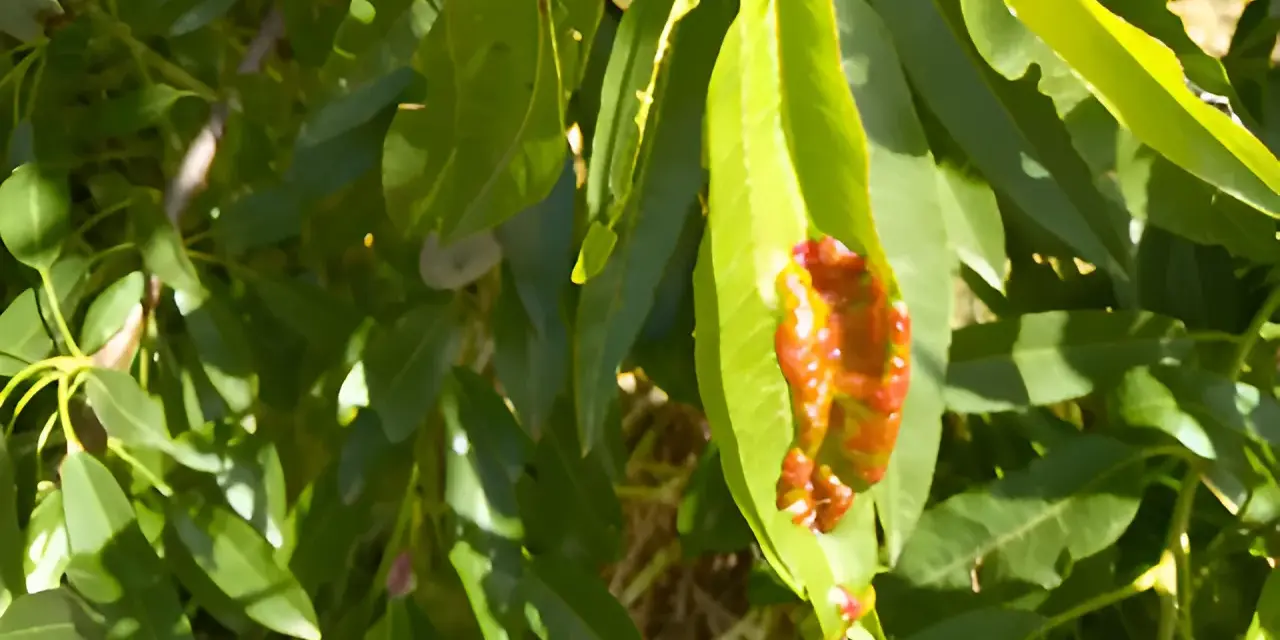 Foglie verdi di mandorlo con macchie rosse e marroni, possibili sintomi di malattie del mandorlo.