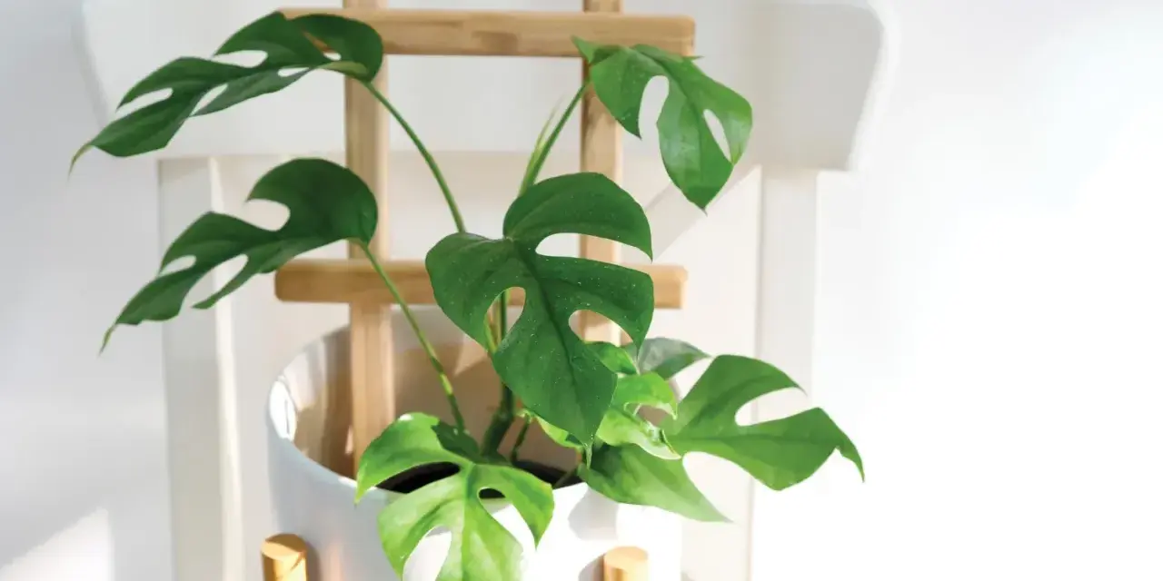 Monstera wsparta na drewnianym stelażu, pokazująca, jak podeprzeć monsterę, by pięknie rosła.