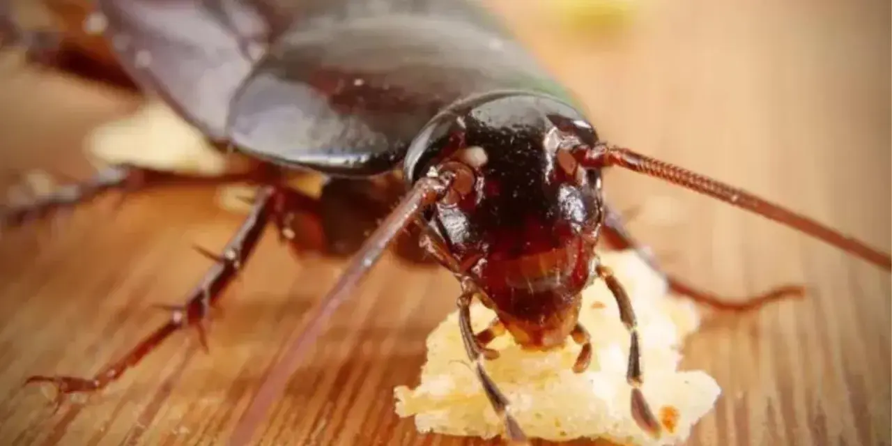 Cucaracha comiendo, un recordatorio de las enfermedades que transmiten las cucarachas.