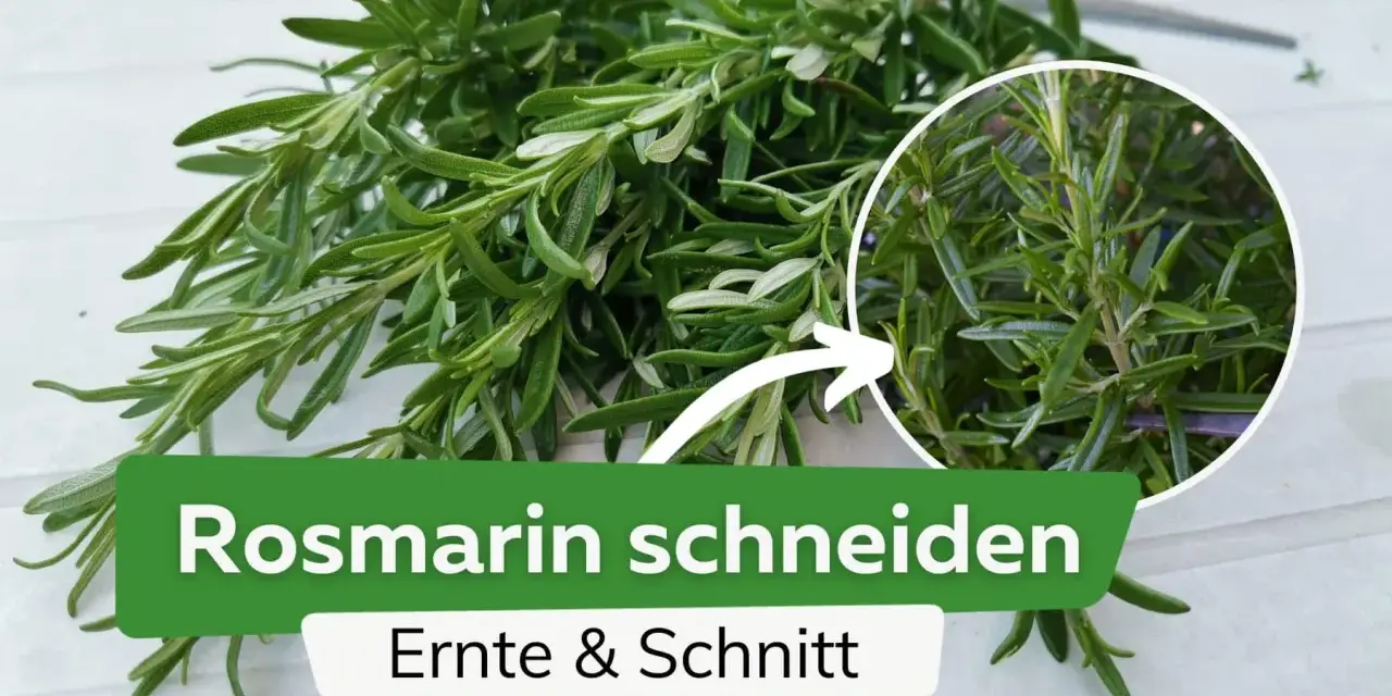 Frischer Rosmarin wird geerntet und geschnitten. Ein Kreis zeigt Nahaufnahme der Nadeln.
