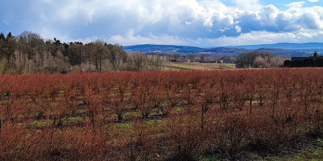 Pola krzewów o czerwonych pędach w krajobrazie przypominającym **Kielce góry**. W oddali las i pagórki pod błękitnym niebem z chmurami.