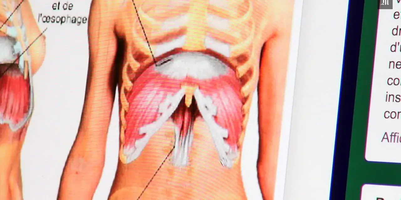 Anatomie du diaphragme, montrant les muscles et les structures adjacentes. Une douleur au diaphragme peut affecter la respiration.