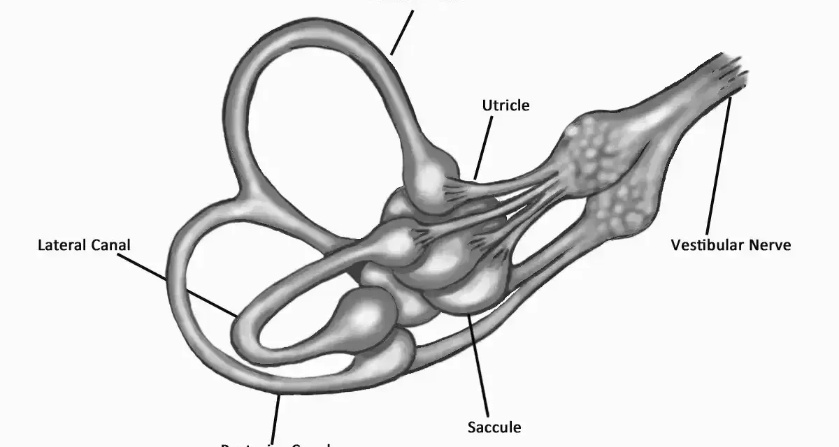 Anatomia ucha wewnętrznego: kanały półkoliste, łagiewka, woreczek i nerw przedsionkowy. Pomocne w leczeniu zawrotów głowy, np. przy stosowaniu Betaserc 24.