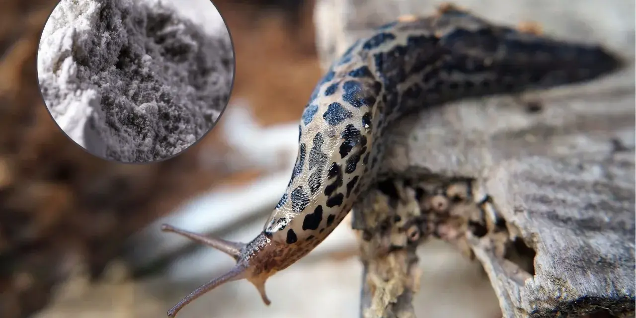 Mączka bazaltowa na ślimaki – naturalny sposób na ochronę ogrodu przed szkodnikami.