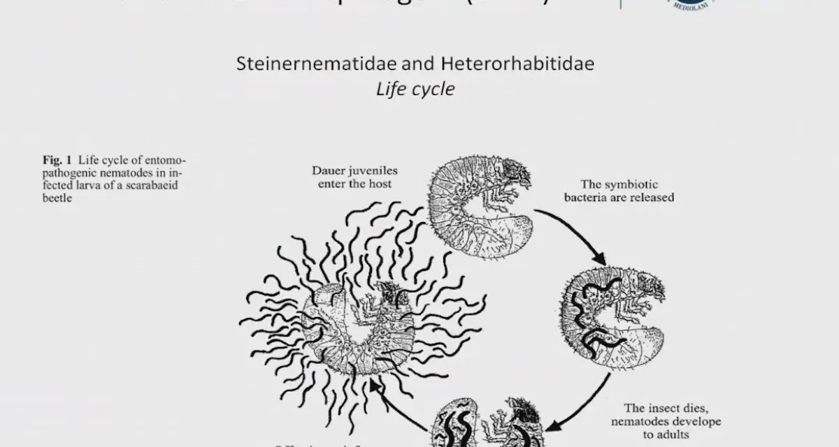Ciclo vitale di nematodi entomopatogeni: i juvenil entrano nell'ospite, rilasciano batteri, l'insetto muore e i nematodi si sviluppano.