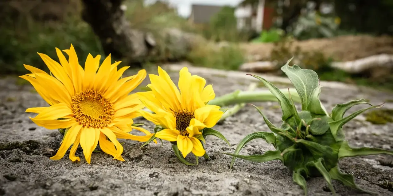 Två solrosor, Helianthus annuus, ligger på en sten. En knopp syns till höger.