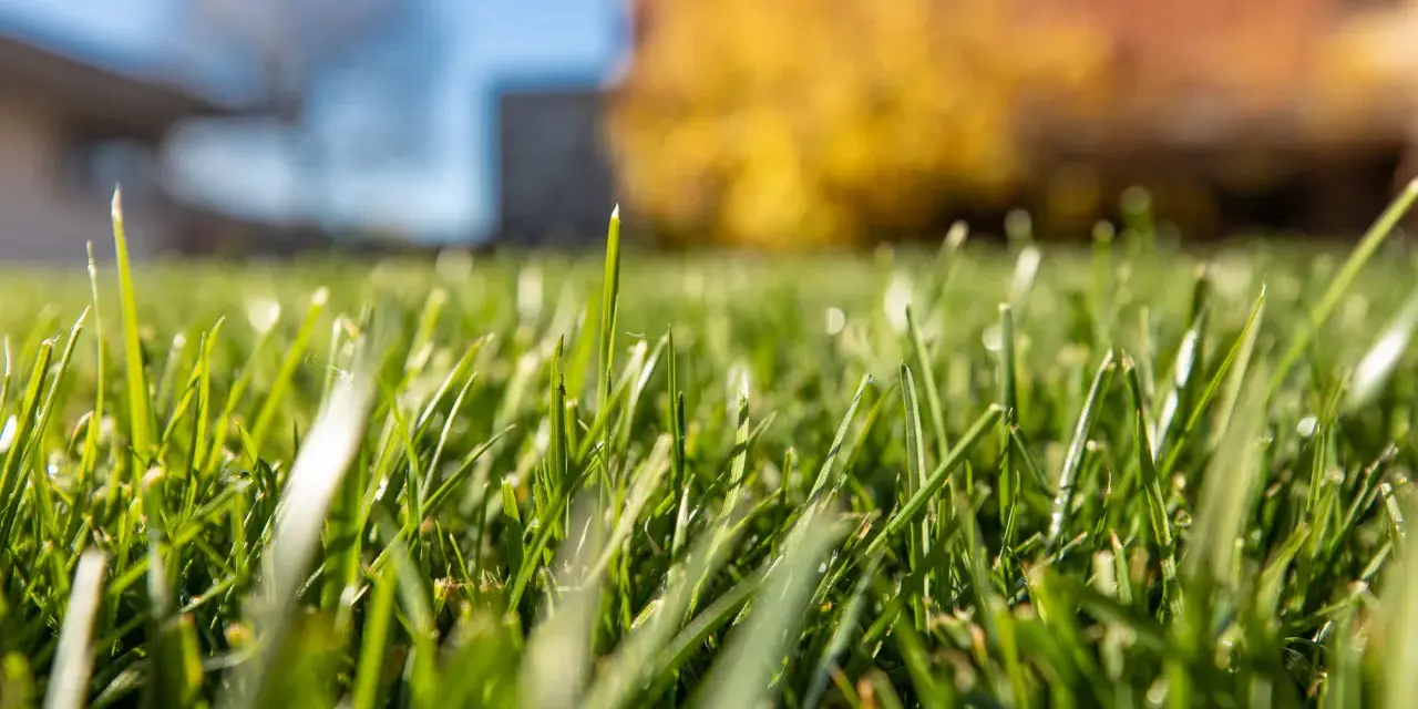 Erba verde brillante, appena trattata con diserbante antigerminello, con gocce di rugiada e sfondo sfocato di casa e alberi.