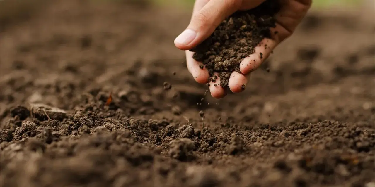 Mano che sparge terra, un passo per capire come rendere acido il terreno per certe piante.