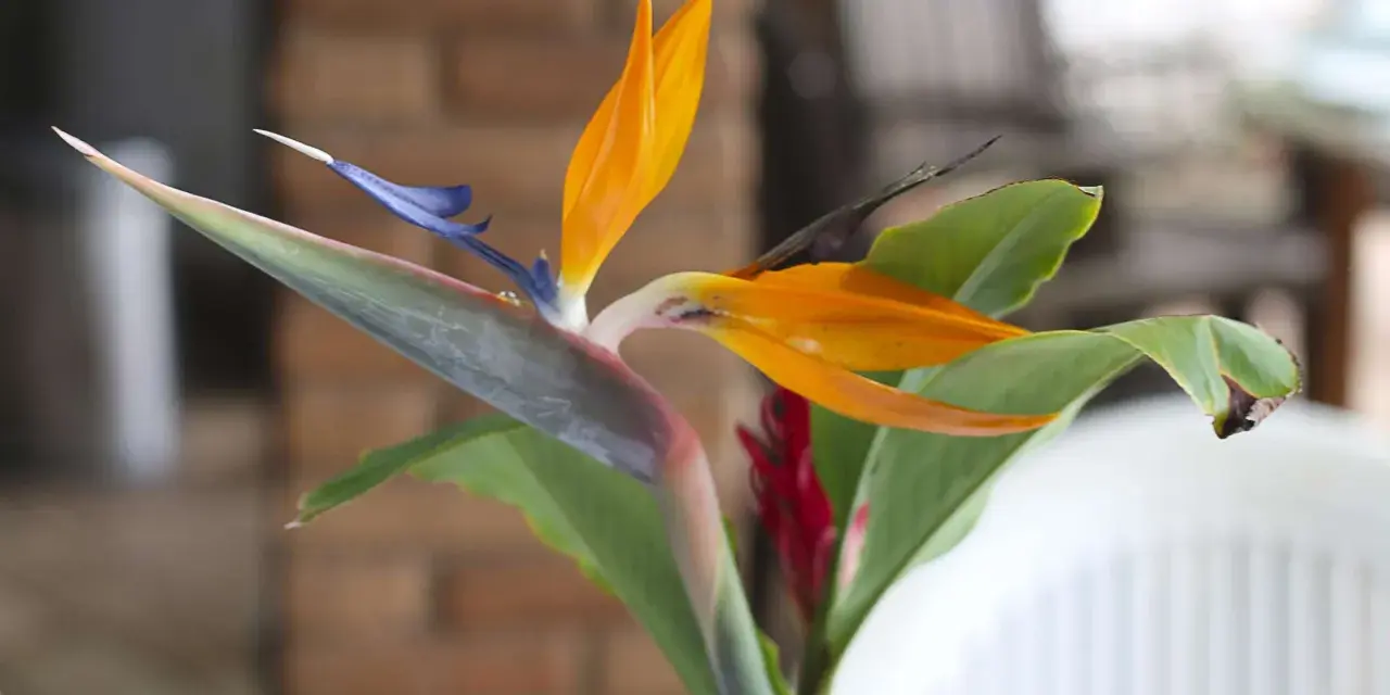 Eine exotische Strelitzie mit leuchtend orangen Blütenblättern und blauem Schnabel. Die **Strelitzie Pflege** ist einfach, wenn sie hell und warm steht.