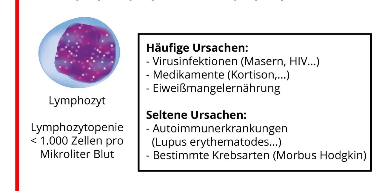 Bild zeigt einen Lymphozyten und erklärt, dass zu niedrige Lymphozyten (Lymphozytopenie) durch Viren, Medikamente oder Mangelernährung verursacht werden können.