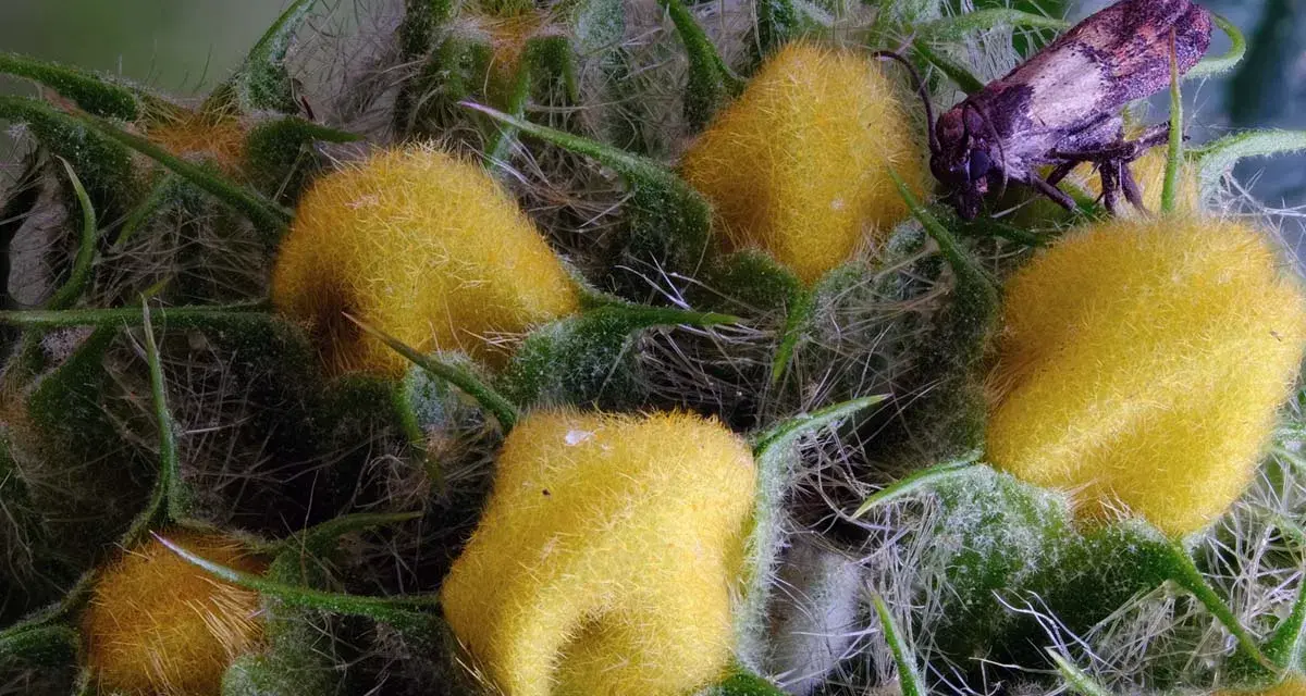Gros plan d'une plante aux fruits jaunes duveteux et d'un insecte, rendu net grâce au focus stacking.