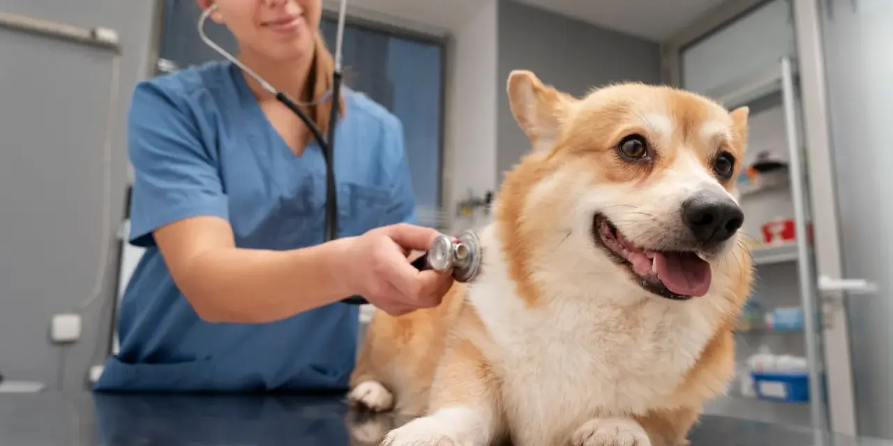 Weterynarz osłuchuje corgi. Czy do weterynarza trzeba się umawiać? Zazwyczaj tak, aby zapewnić pupilowi najlepszą opiekę.
