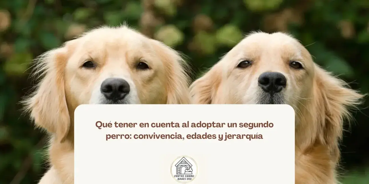 Dos perros dorados observan atentamente. El texto sugiere cómo presentar un cachorro a un perro adulto, considerando la convivencia.