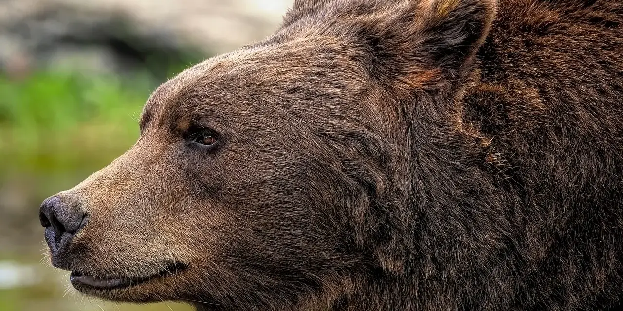 Portret niedźwiedzia brunatnego, jednego z mieszkańców Tatr. Jego gęste futro lśni w słońcu.