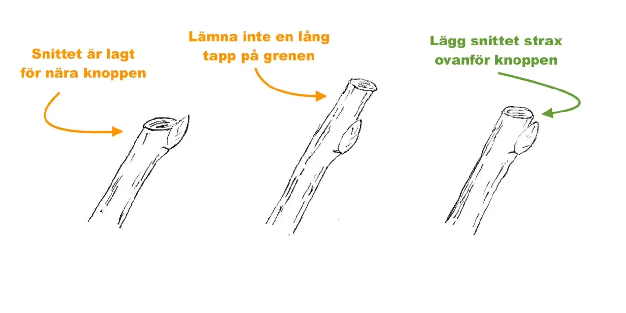 Illustrationer visar hur man beskär ekar. Korrekt beskärning sker strax ovanför en knopp, inte med en lång tapp på grenen.