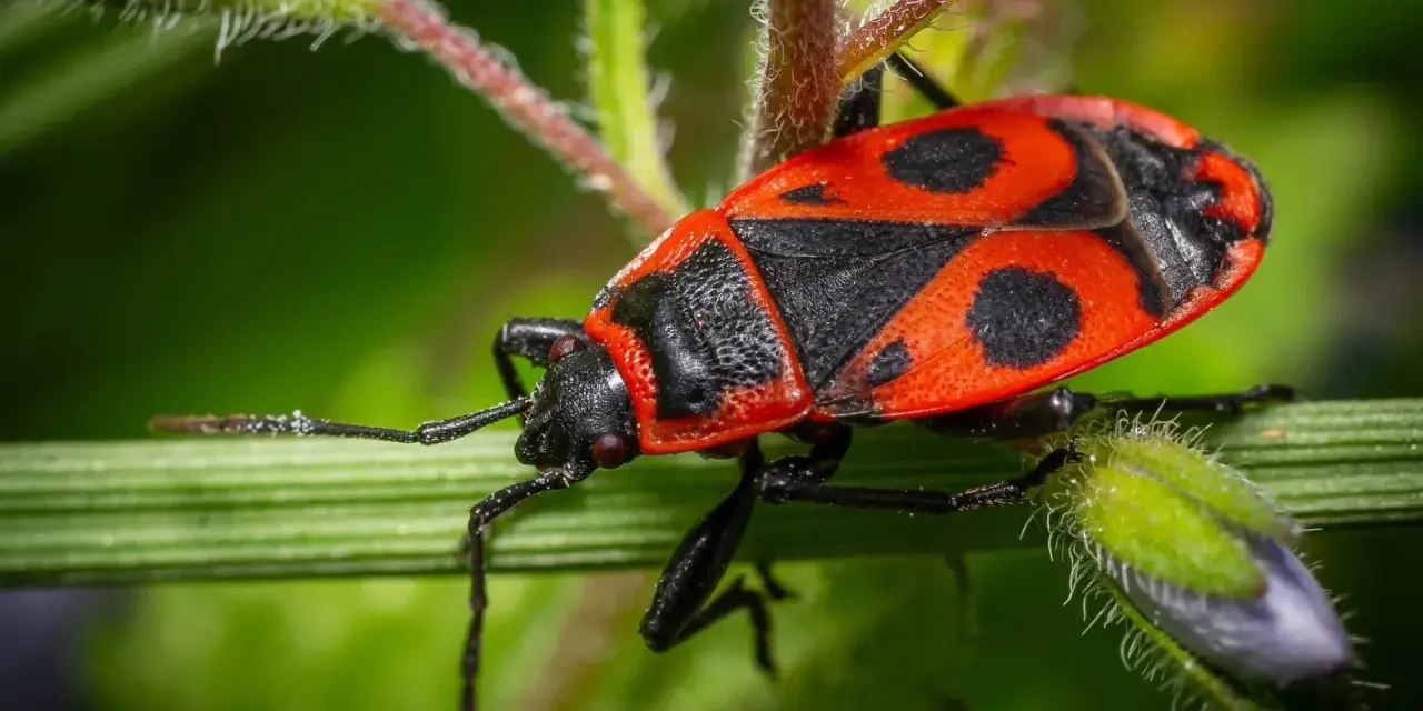 Una cimice rossa, con il suo vivace disegno nero e rosso, si posa su un filo d'erba verde.