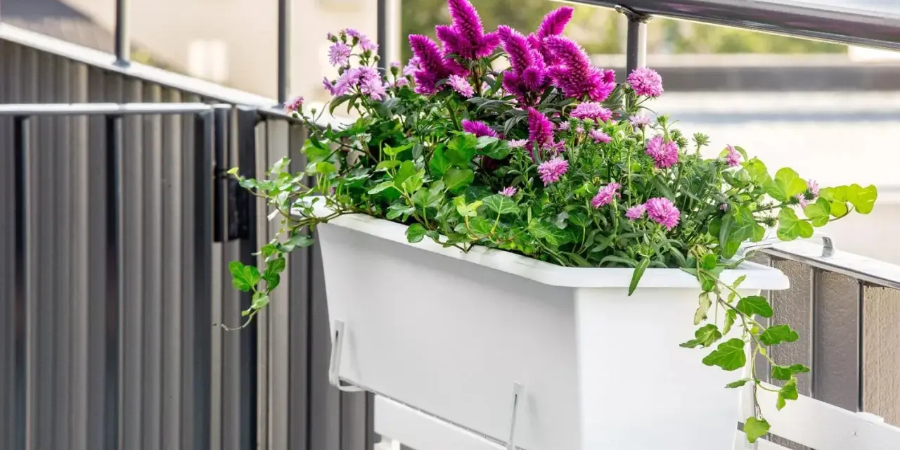 En vit balkonglåda fylld med lila blommor och gröna blad. En slingerkrasse växer vackert över kanten.