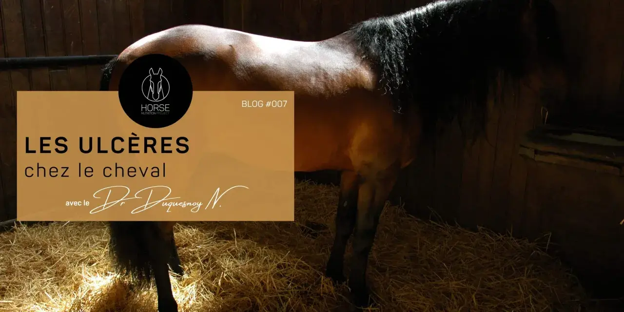 Un cheval dans une stalle, avec un texte sur les ulcères chez le cheval.
