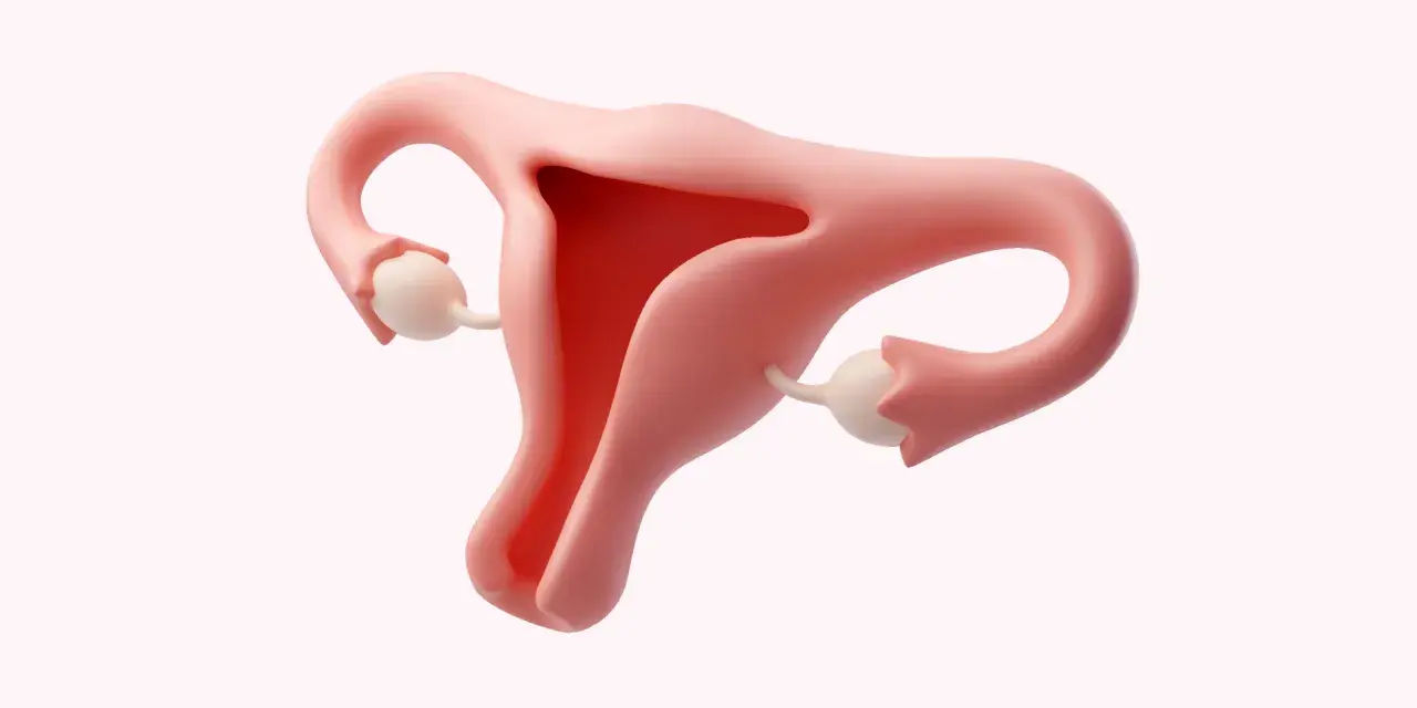 Anatomia kobieca: macica, jajowody i jajniki. Ilustracja może być użyta do omówienia o26 kod choroby.