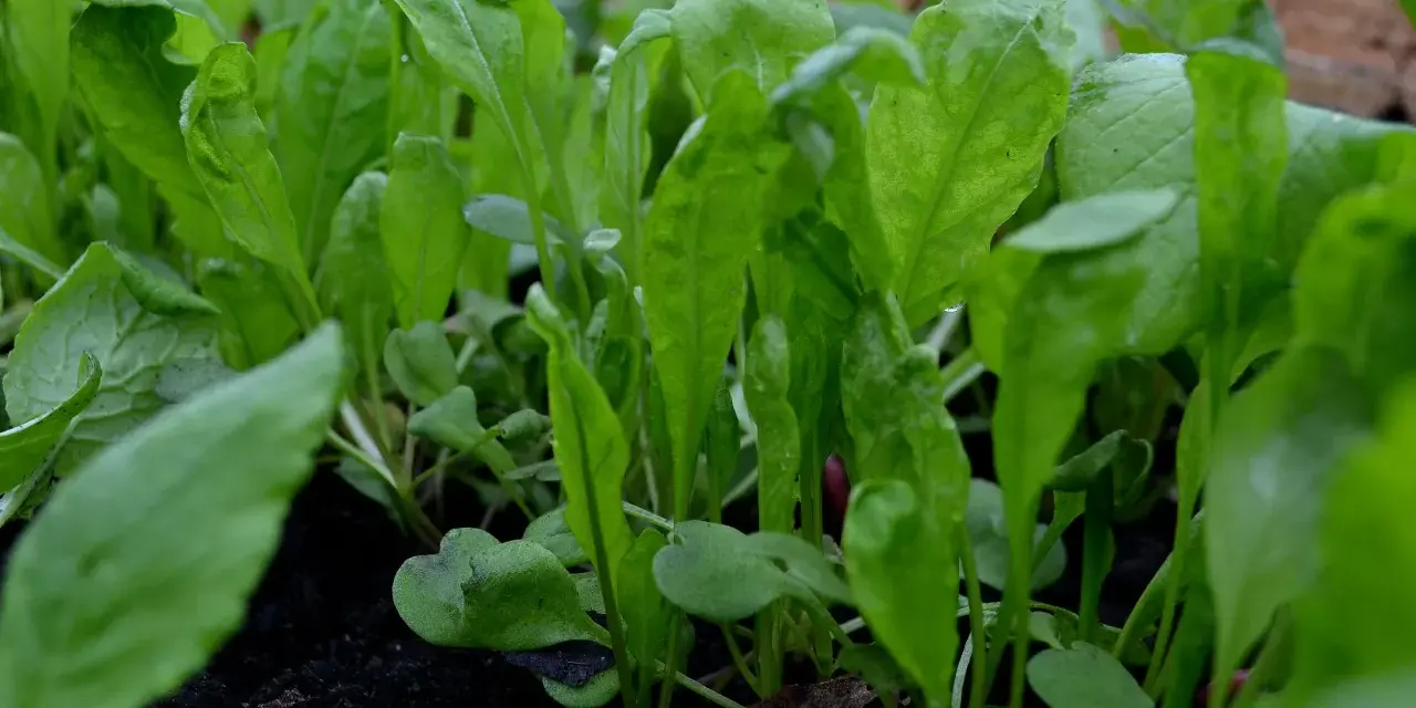 Små, gröna ruccolablad som spirar i mörk jord. Snart redo att odla och skörda för en god sallad.