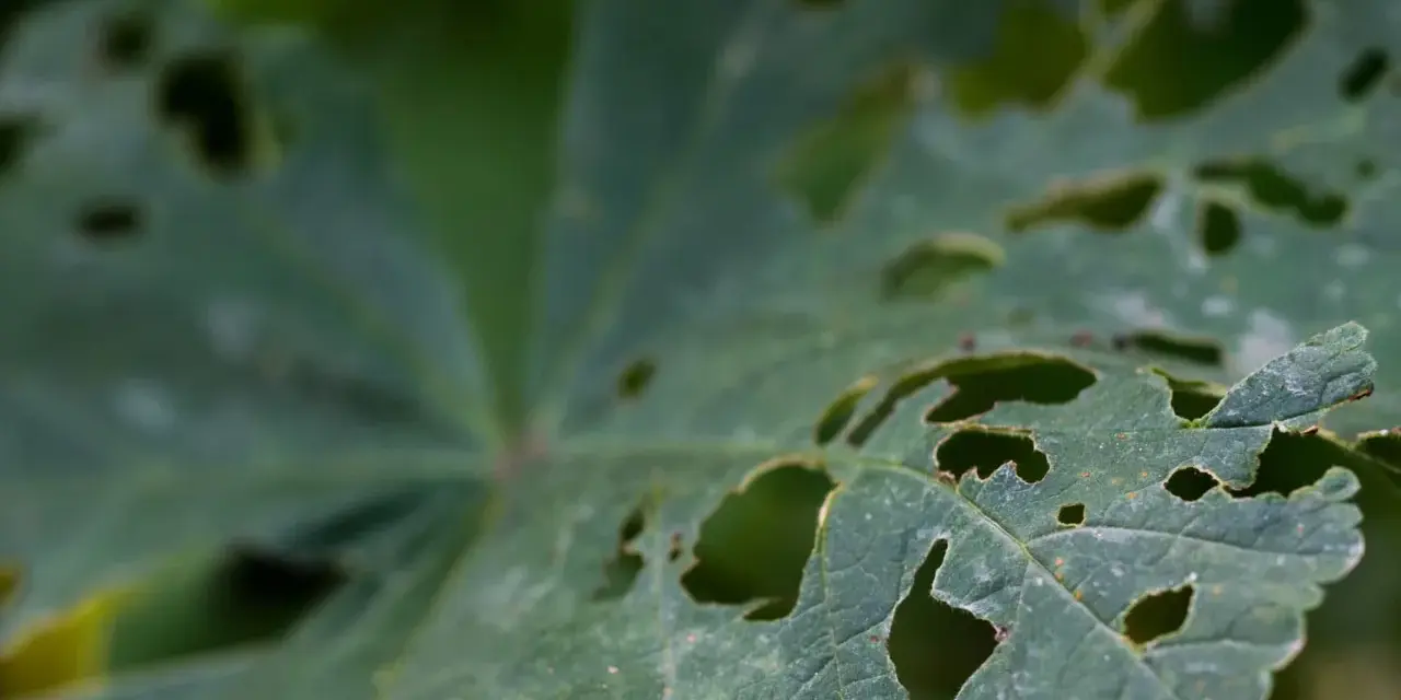Hoja verde con agujeros, evidencia de antracnosis en plantas.