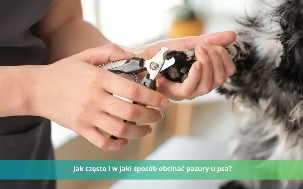 Czy weterynarz obcina pazury psu? Ważne informacje dla właścicieli