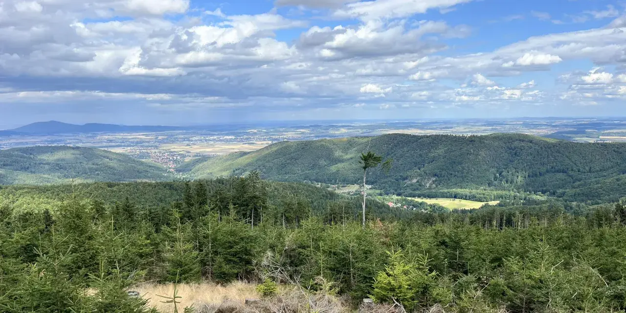Widok na zielone wzgórza i doliny w parku krajobrazowym Gór Sowich. Na pierwszym planie młode drzewka iglaste, w tle rozległa panorama z chmurami na niebie.