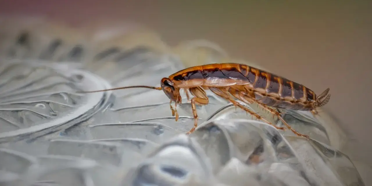 Cucaracha sobre superficie transparente. ¿Buscas cómo fumigar cucarachas casero?