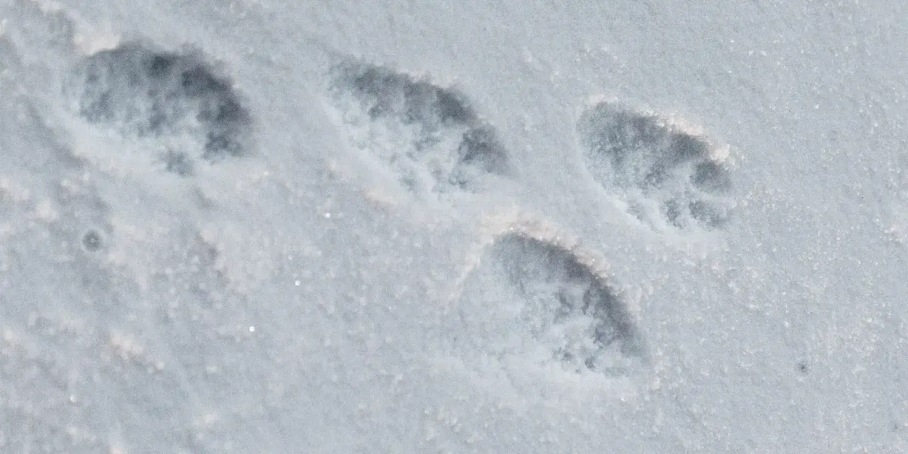 Une empreinte martre dans la neige fraîche, révélant les détails de ses pattes agiles.