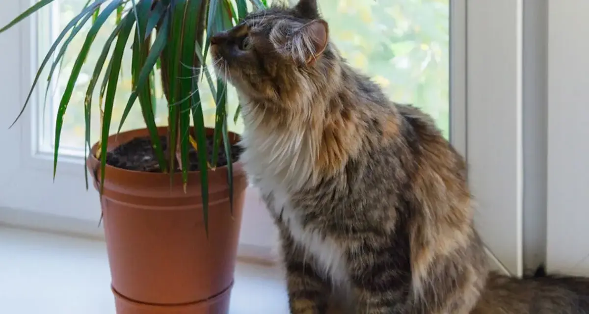 Puszysty kotek ciekawie wącha dracenę. Czy dracena jest trująca dla kota? Warto to sprawdzić, zanim kotek się nią zainteresuje.
