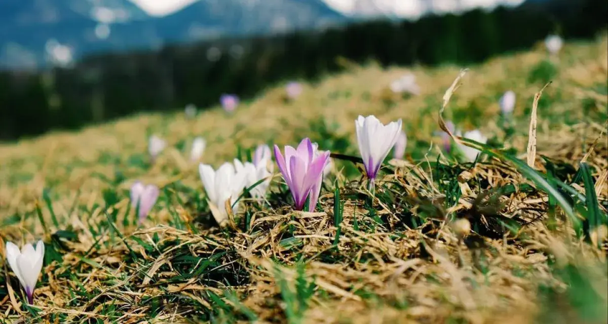 Premières fleurs de montagne, des crocus blancs et violets, éclosent sur une pente herbeuse, avec des sommets enneigés en arrière-plan.