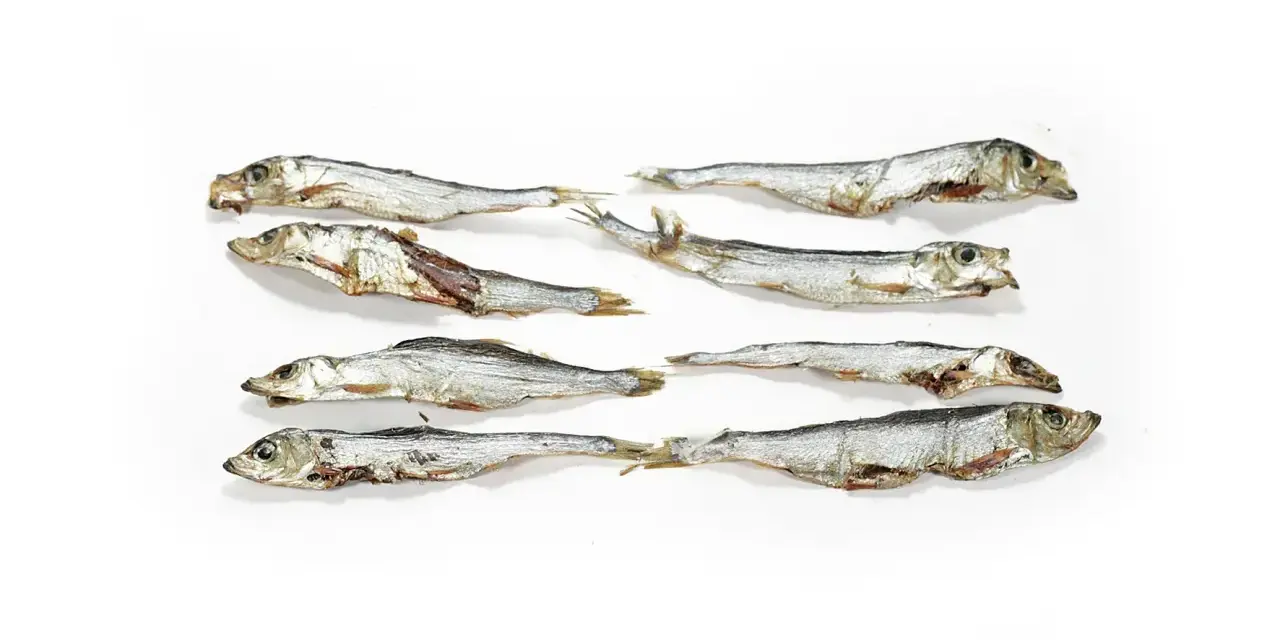 Suszone szprotki ułożone w rzędach. Czy szprotki są zdrowe? Tak, to bogactwo kwasów omega-3 i białka.