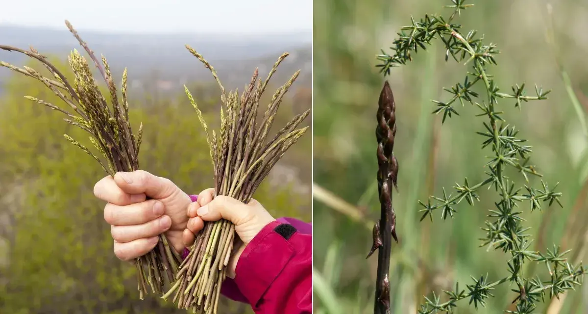 Mani che raccolgono asparagi selvatici, con un primo piano di un germoglio scuro e la sua pianta verde e spinosa.