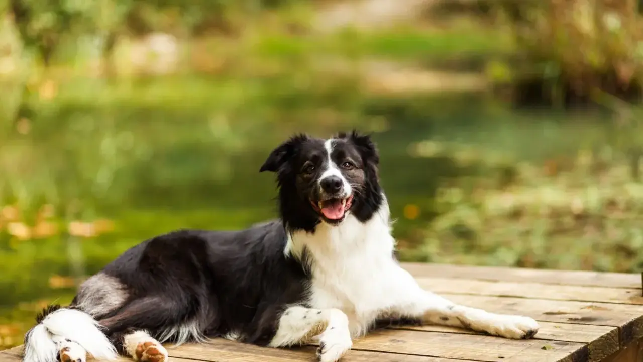 Szczęśliwy pies rasy border collie odpoczywa na drewnianym pomoście. Idealne mazury z psem, relaks nad wodą.