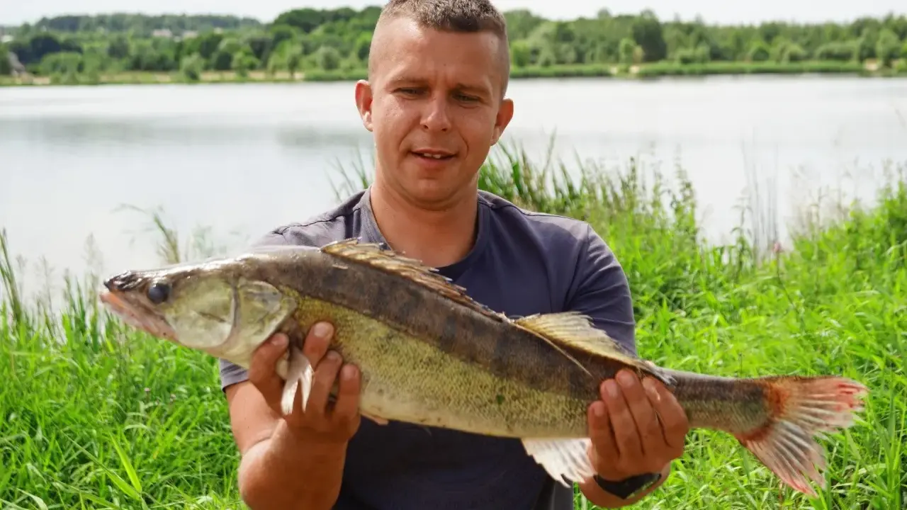 Szczęśliwy wędkarz prezentuje dorodnego sandacza złowionego nad zalewem Brody.