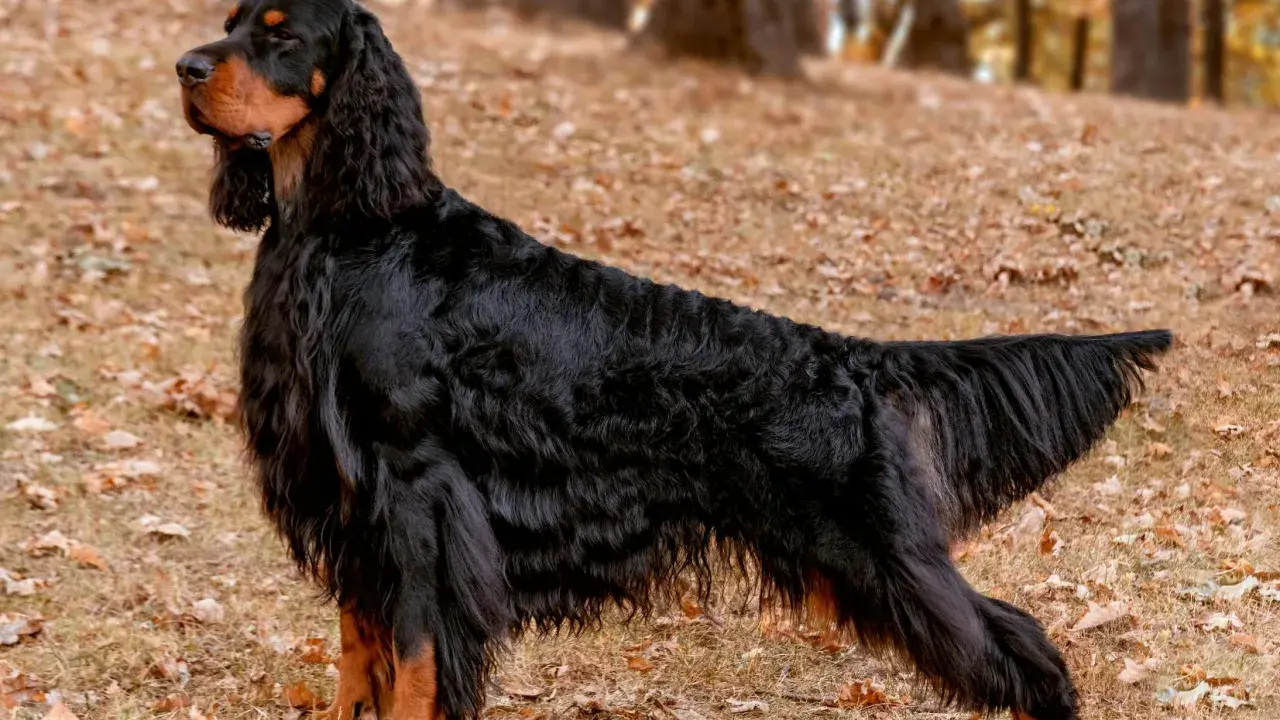 Un magnifique setter Gordon, au pelage noir et feu, se tient fièrement sur un tapis de feuilles d'automne.