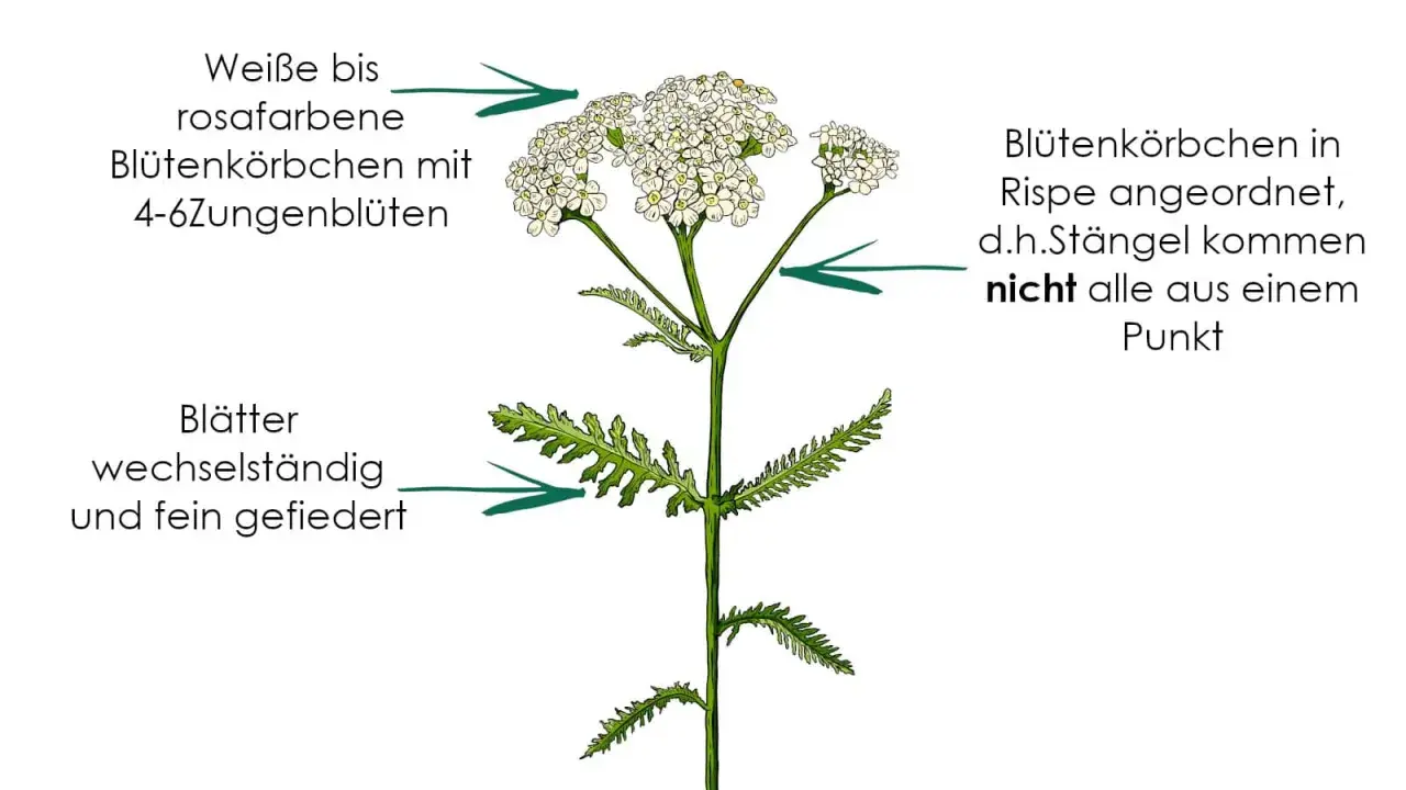 Schafgarbe mit weißen bis rosafarbenen Blütenkörbchen und fein gefiederten Blättern. Die eberkraut wirkung ist vielfältig.